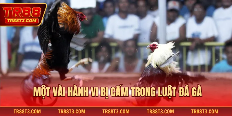 Một vài hành vi bị cấm trong luật đá gà